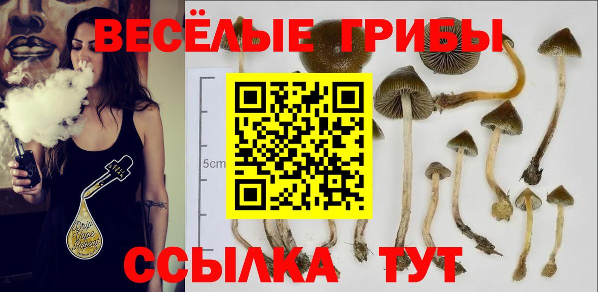 Галлюциногенные грибы Cubensis Обь